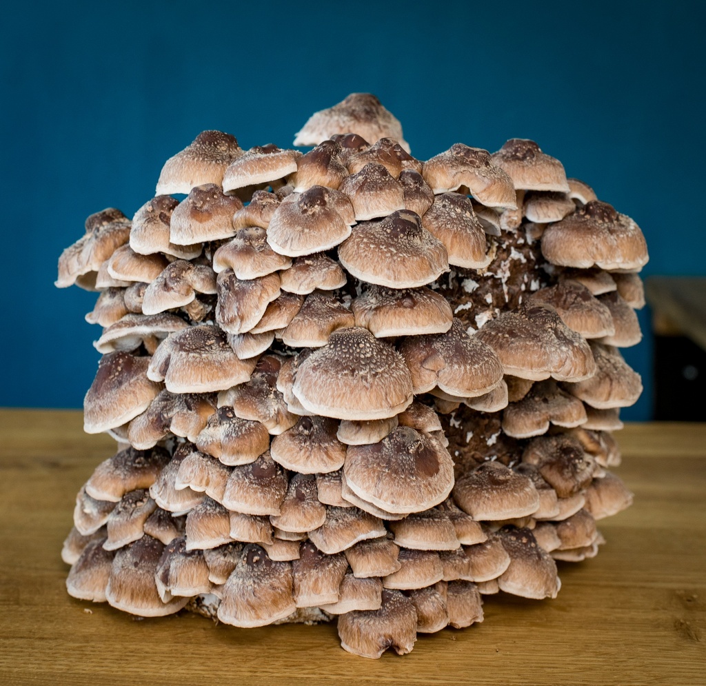 Bio Shiitake frisch
