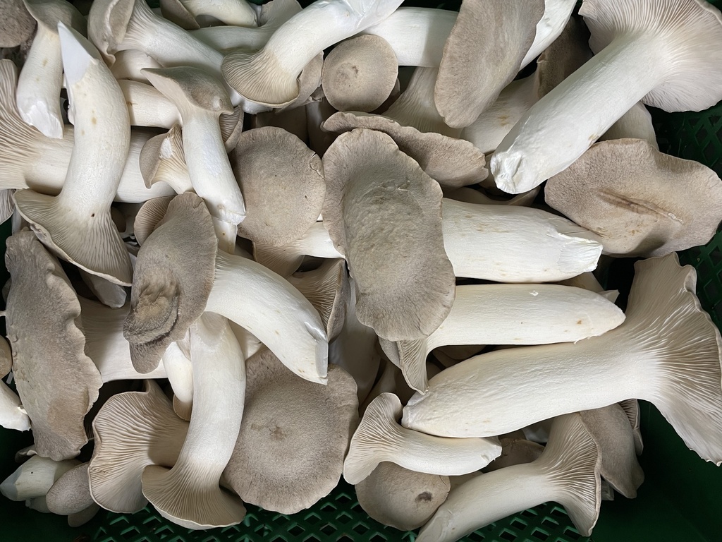 Bio Kräuterseitlinge frisch