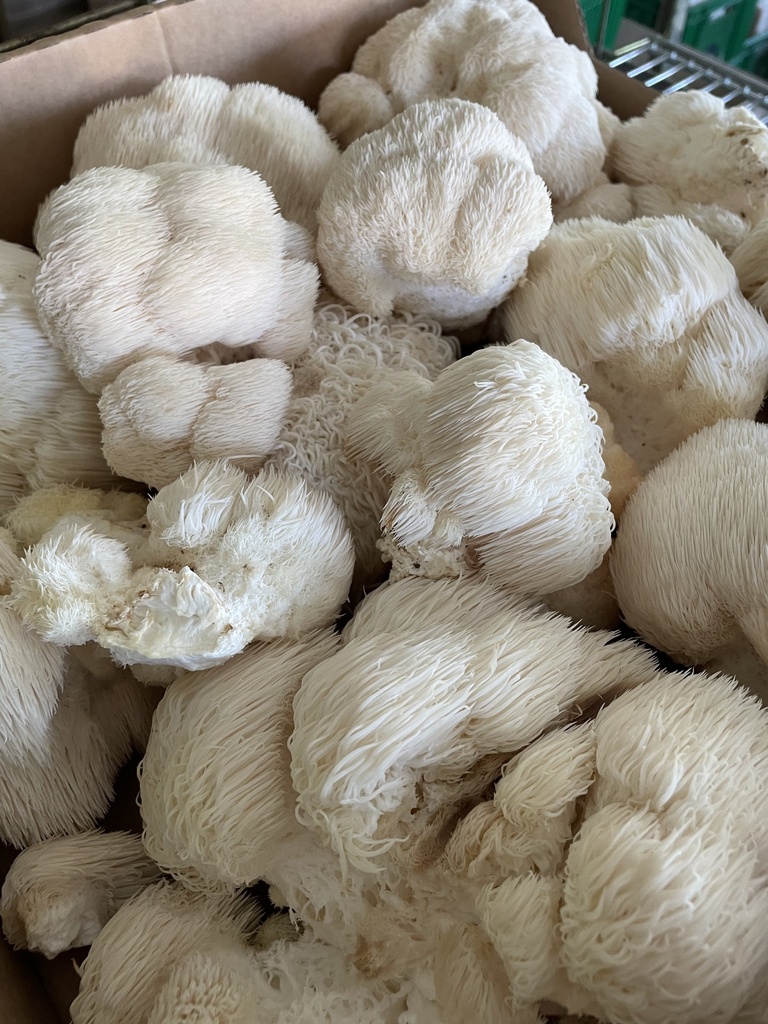 Bio Igelstachelbart frisch