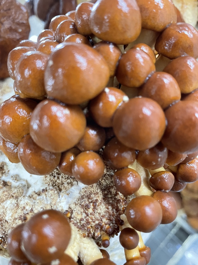 Bio Nameko frisch (japanisches Stockschwämmchen)